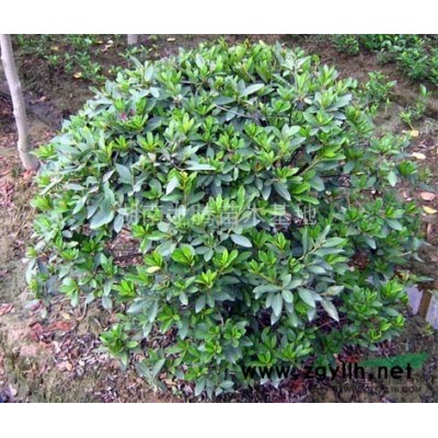 月季花批發(fā)、湖南月季花價(jià)格30高月季價(jià)格、豐花月季、大花月季
