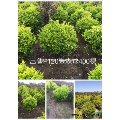 豐花月季(小杯)(蕭山毛球,蕭山小苗.杯苗.工程用苗配送)