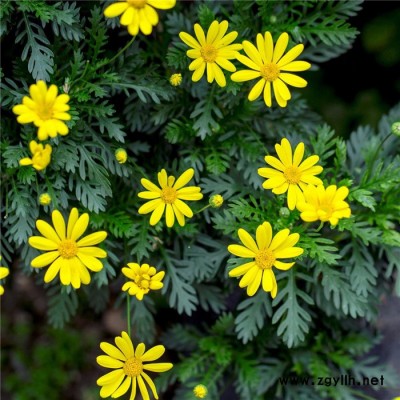 苗農(nóng)在線供應(yīng)黃金菊價格 園林綠化苗木草本植物 量大從優(yōu)