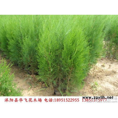 側柏 側柏苗 苗圃直銷 綠化苗木 苗木批發 綠化工程