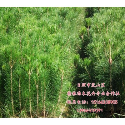 綠化苗木1-2.5米黑松  常年批發(fā)黑松  黑松綠化苗   黑松工程苗