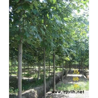 馬褂木 馬褂木樹苗 鵝掌楸 園綠化苗木批發 江蘇苗木基地