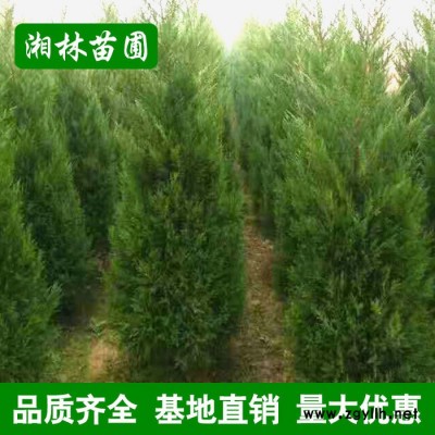基地直銷松柏 高速公路綠化苗木 小苗批發 規格齊全 量大優惠