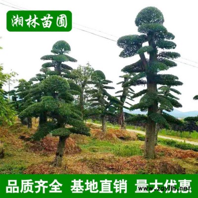 造型榆樹園林工程綠化苗木 高品質榆樹大苗批發