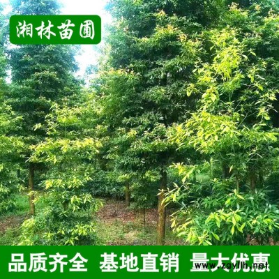 金絲楠木樹 名貴苗木 直供綠化苗木行道樹風景樹庭院植物量大價優