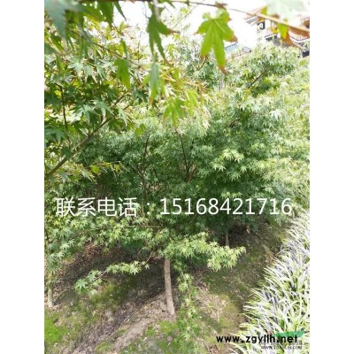低價供應(yīng)海濱木槿 P150-180 低價直銷