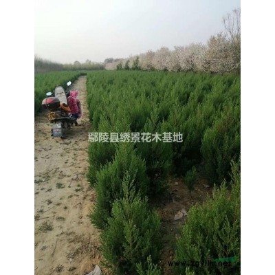 巨紫荊