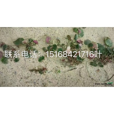基地直銷供應(yīng)金葉蕕、黃帽月季、地被月季