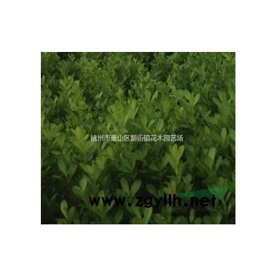紫葉小檗苗紅葉小檗樹苗小苗彩葉綠籬笆植物墻色塊工程綠化苗灌木