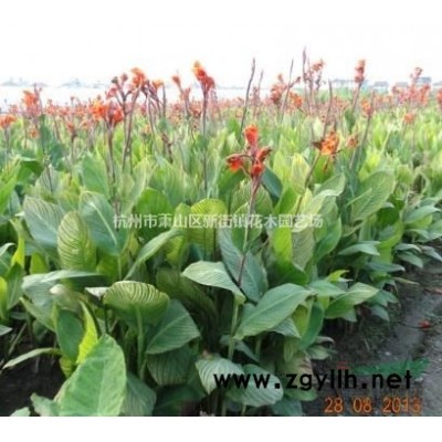 浙江地區(qū)供應(yīng)紅瑞木、金葉女貞、紅葉小檗、衛(wèi)矛、棣棠
