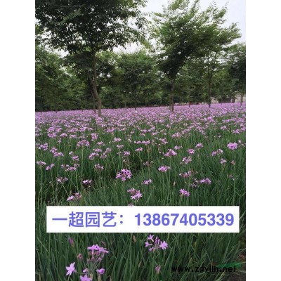 紅王子錦帶 錦帶花 紅王子錦帶小苗 精品錦帶花小杯價格