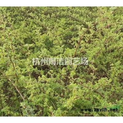 供應(yīng)紅葉小檗、紅王子錦帶、迎春、金葉女貞、棣棠