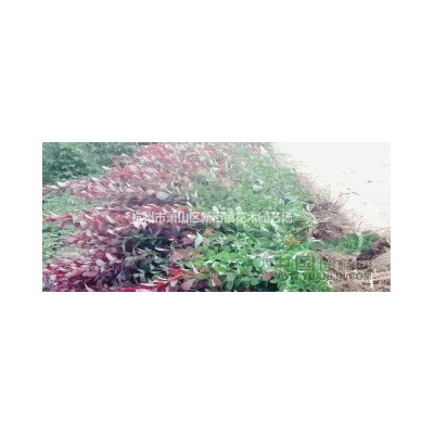 供應(yīng)北海道黃楊、紅葉小檗、金葉女貞、紅葉李