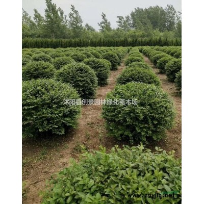 八仙花 沭陽常年優質八仙花 低價出售 苗圃直供