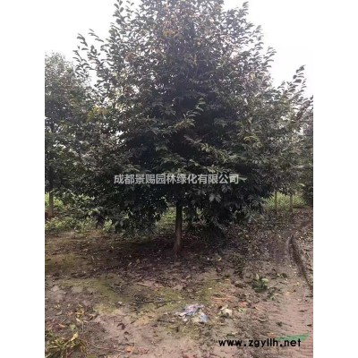 繡球出售 八仙花出售 繡球基地供應