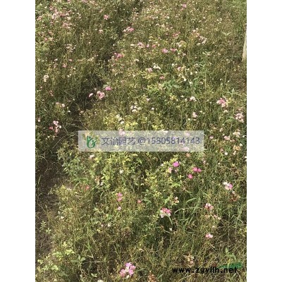 八仙花-色塊/杯苗