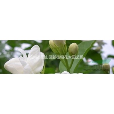 供應(yīng)金焰繡線菊、金山繡線菊、珍珠繡線菊、麻葉繡線