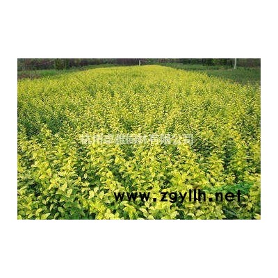 紫荊(蕭山毛球,蕭山小苗,工程用苗專業配送)