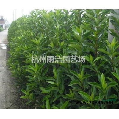 產(chǎn)地直銷 紫荊 薔薇球 薔薇色塊苗