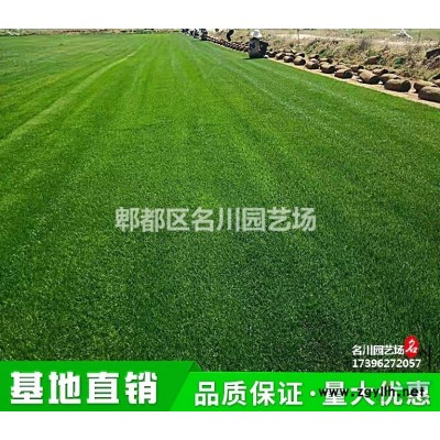 叢生紫荊批發基地_巴桿紅價格_叢生滿條紅報價_供應紫荊樹_園林綠化苗木_苗圃直供