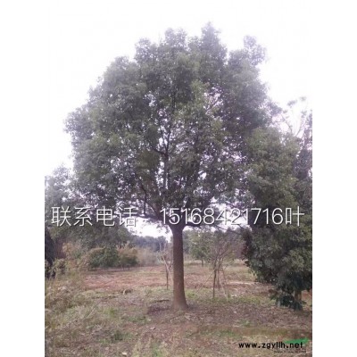 供應(yīng)金葉女貞、紅葉小檗、小葉黃楊、衛(wèi)矛、連翹、迎春