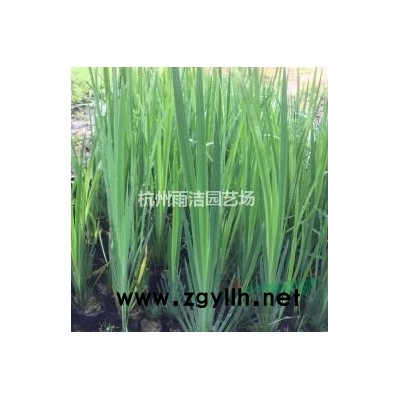 供應(yīng)繡線菊、紅葉小檗、金葉女貞、紅王子錦帶、貼梗海棠