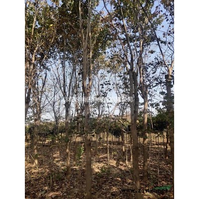 供應紫葉錦帶，四季錦帶，花葉錦帶，紅王子錦帶