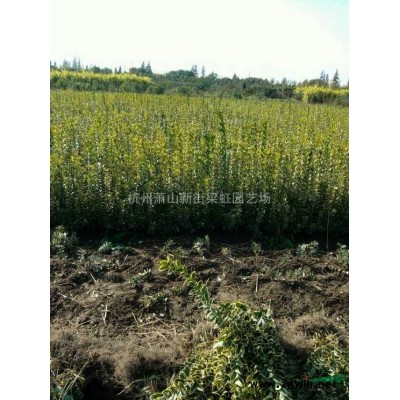 木槿，木槿供應(yīng)，蕭山苗木，2020年木槿低價格