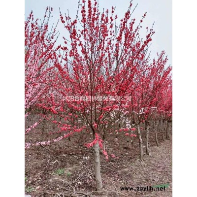 沭陽紫荊基地 獨桿紫荊價格 叢生紫荊圖片 巨紫荊多大規(guī)格得