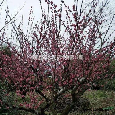 八仙花批發(fā)價(jià)出售--精品八仙花報(bào)價(jià)