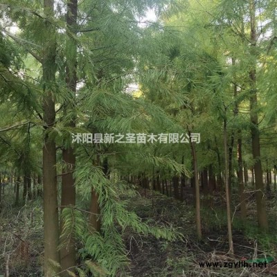 批發(fā)基地木槿樹--木槿樹苗
