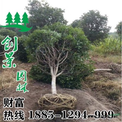 【紫荊花】紫荊花_價格_圖片_產(chǎn)地報價表-