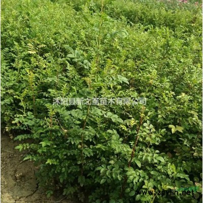 叢生紫荊報(bào)價(jià)表--叢生紫荊價(jià)格優(yōu)惠