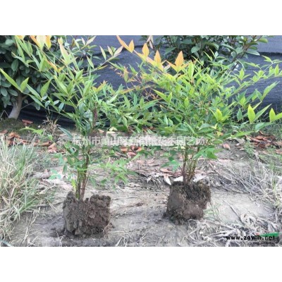 供應(yīng)紅葉小檗、蜀檜、金葉女貞、、紅葉小檗、灑金柏