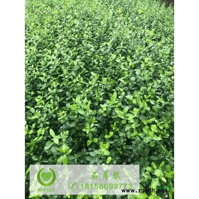 八仙花杯苗地苗2月