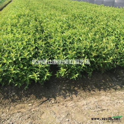 紅王子錦帶，2020年紅王子錦帶，蕭山苗木，蕭山苗木直銷