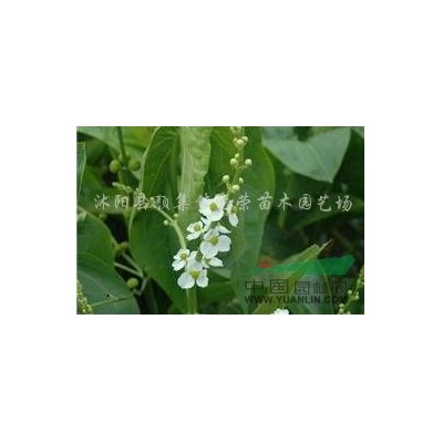 供應(yīng)金葉女貞、紅葉小檗、衛(wèi)矛、金邊冬青、大葉黃楊