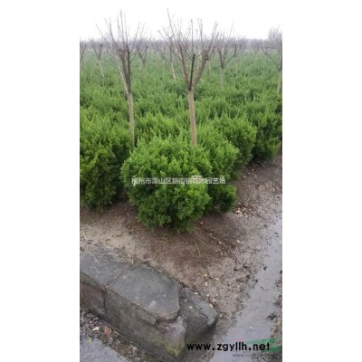 供應(yīng)紅楓小苗、紫薇小苗、紅葉小檗、紅王子錦帶