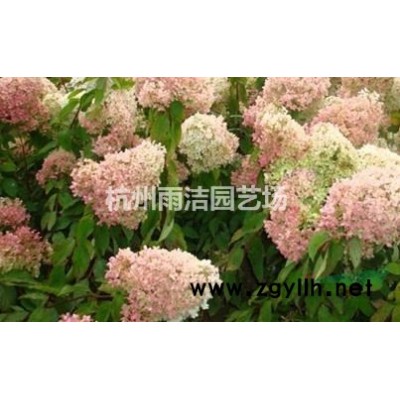供應(yīng)大葉黃楊球、小葉黃楊球、衛(wèi)矛球、紅葉小檗球、女貞