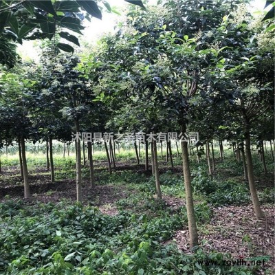 批發(fā)園林綠化金山繡線菊工程苗--金焰繡線菊綠化苗