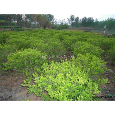 大批量供應(yīng)紅葉小檗