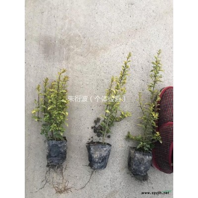 浙江紅王子錦帶花毛球 介紹/特征/用途