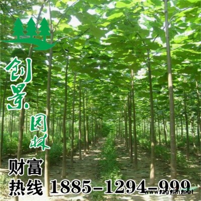 2021當(dāng)季優(yōu)質(zhì)金葉蕕小苗_基地低價批發(fā)_ 苗圃直銷