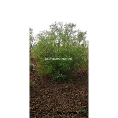 海量供應(yīng)紫葉紫荊5-12公分
