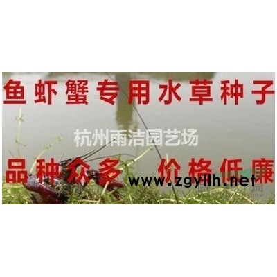 紅葉石楠、紫葉矮櫻、紅葉小檗、棣棠等
