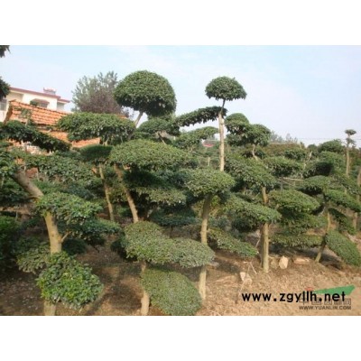 十大功勞,劍麻,絲蘭,薔微,金絲桃,金鐘,連翹迎春，云南黃馨