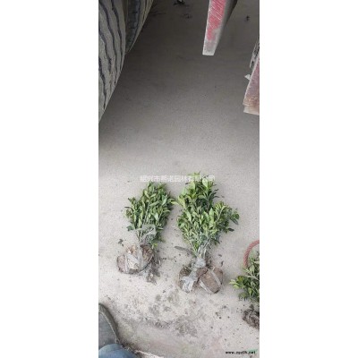 浙江花石榴 蕭山花石榴 杭州花石榴價格哪里好/哪家便宜