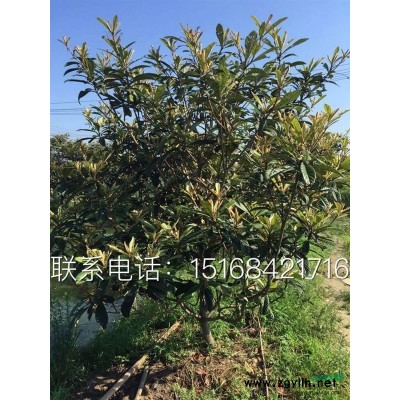 迎春、迎夏、棣棠、連翹
