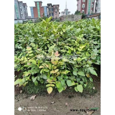 花石榴/叢生花石榴/單桿花石榴/獨桿花石榴D3-8大量供應