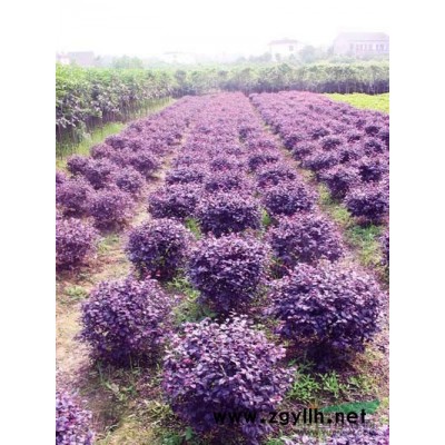 胸徑2-50公分花石榴價格,地被月季價格,紅瑞木價格表